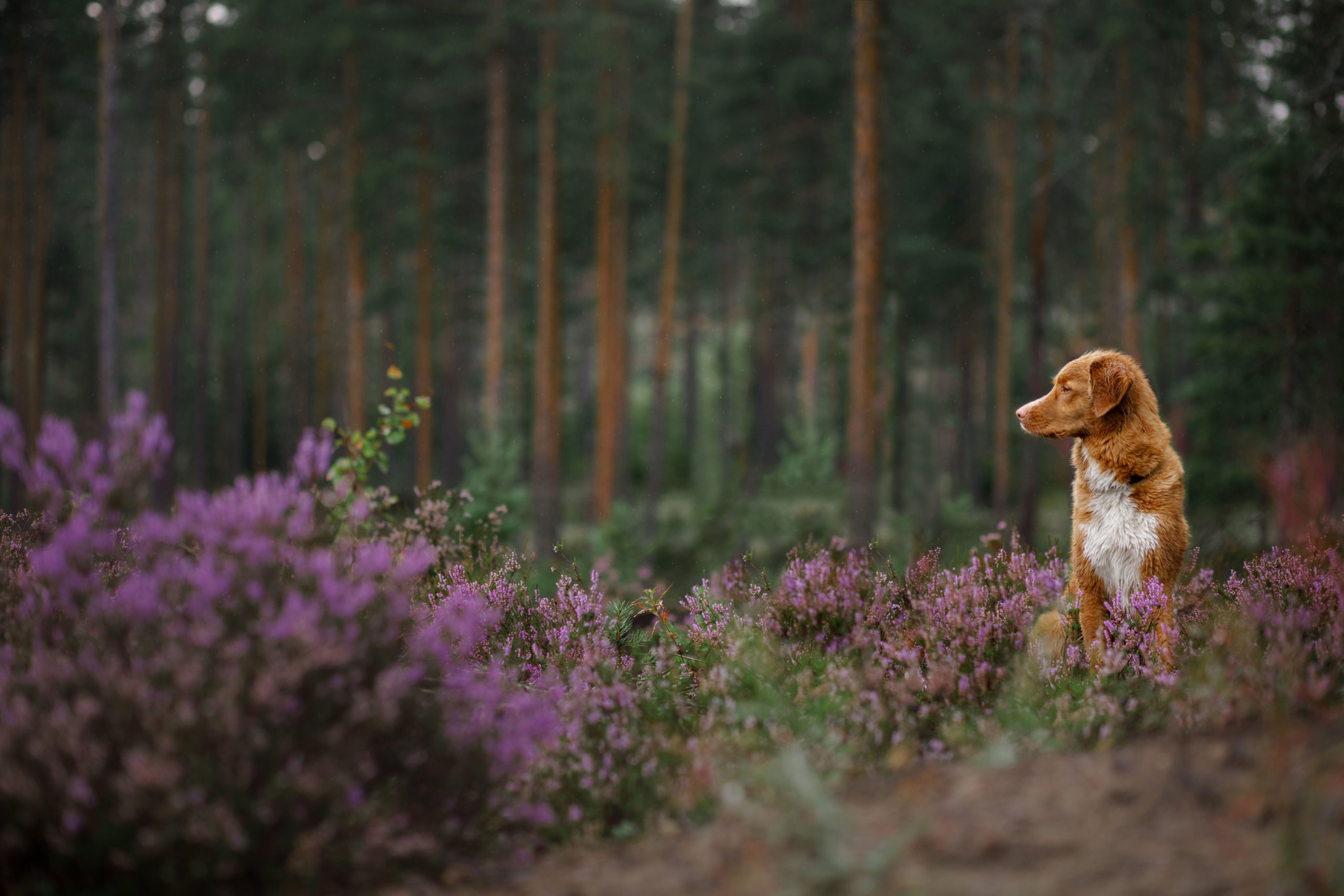 Veterinarian & Animal Hospital in Indian Head, MD | Potomac Animal 